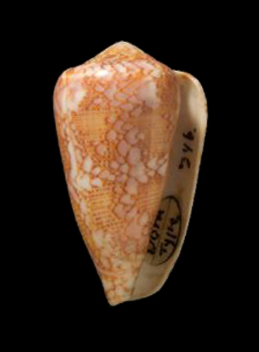 Conus pennaceus  Born, 1778 Primary Type Image